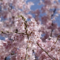 枝垂れ桜in波佐見　ギャラリー用。。８