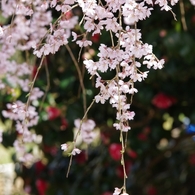 枝垂れ桜in波佐見　ギャラリー用。。９