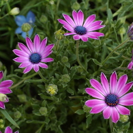 花フェスタ　２０１２−２７