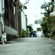 レイチェルの猫を探して（一晩寝かせVer.)