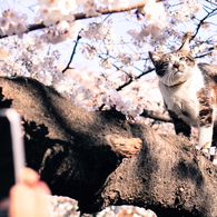 人気もにょ（：者）