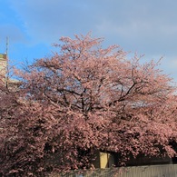 一本桜