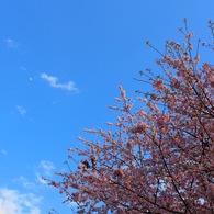 半月と桜