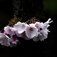 スイスにもある桜