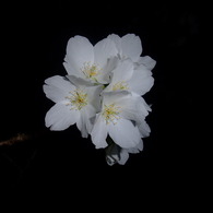 夜桜