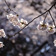 上野の桜