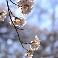 上野の桜