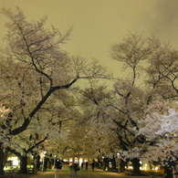 幻惑　桜　ロード