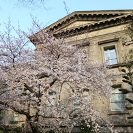 重文と桜