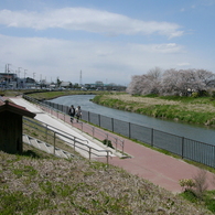 元荒川の土手の桜３