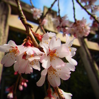 桜色