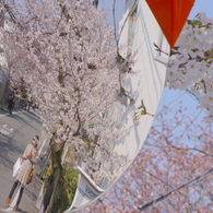 春をうつして