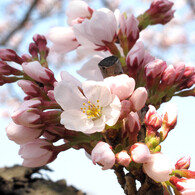 桜_07