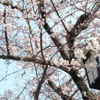 桜_09