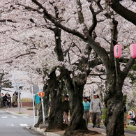 桜まつり