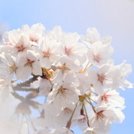 桜～ほんのり