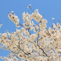桜～青空