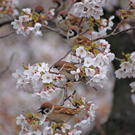 鳥？桜？