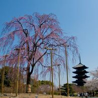 京都観光１　東寺しだれ桜