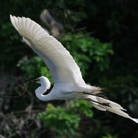 ダイサギ