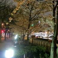 大阪中之島　夜桜