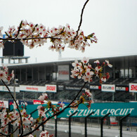 サーキットを覗く曇り桜