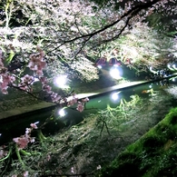 やっぱり夜桜♪