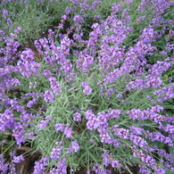 Lavender