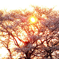 春、桜、黄昏。