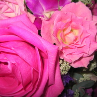 Roses