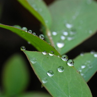 雨粒の勝手