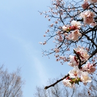 桜２