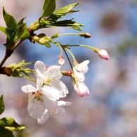 桜５