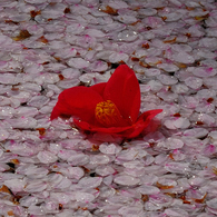 水面のサクラの花びらに