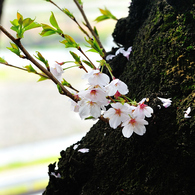 新芽