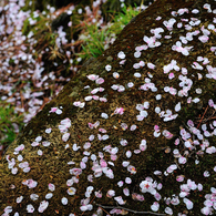 苔に散りし花びらの