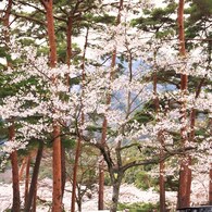 松の中の生命