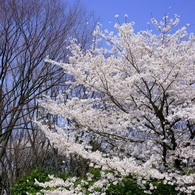 2012 愛知の桜 (1)