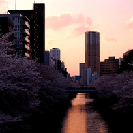 目黒川夕暮れ