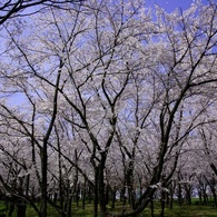 2012 愛知の桜 (3)