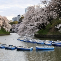 朝の千鳥ヶ淵