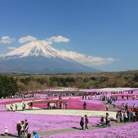 本栖湖　芝桜