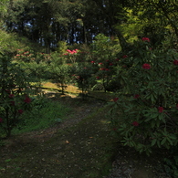 花束の登山道