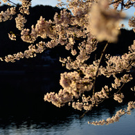 風に揺れる桜