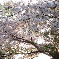 見収め桜