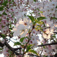 桜の生命力