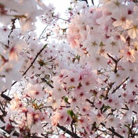 満開の桜