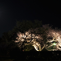 夜桜とお月様