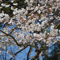 古都の桜 1