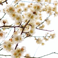 梅の花